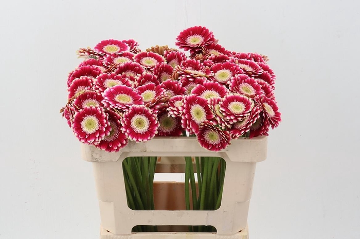 <h4>Ge Mi Cassis</h4>