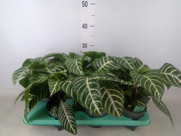 <h4>Aphelandra squar.</h4>