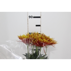 ANASTASIA CHISPA 080 CM BICOLOR