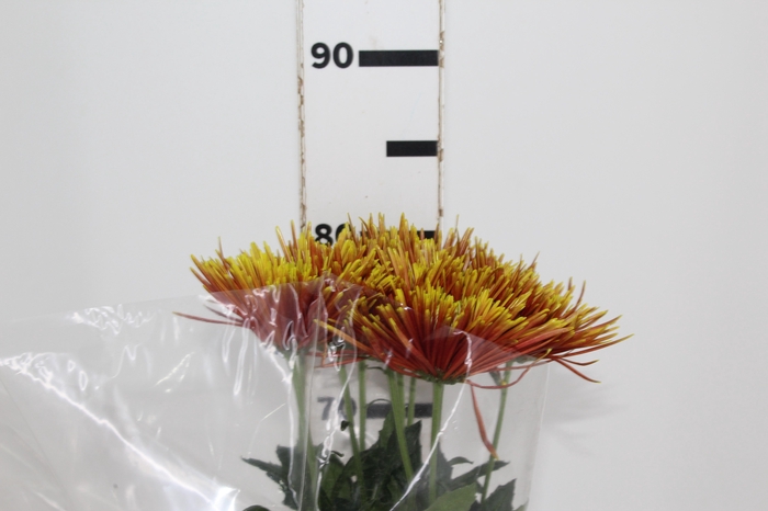 <h4>ANASTASIA CHISPA 080 CM BICOLOR</h4>
