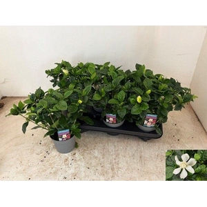 GARDENIA JASMINOIDES