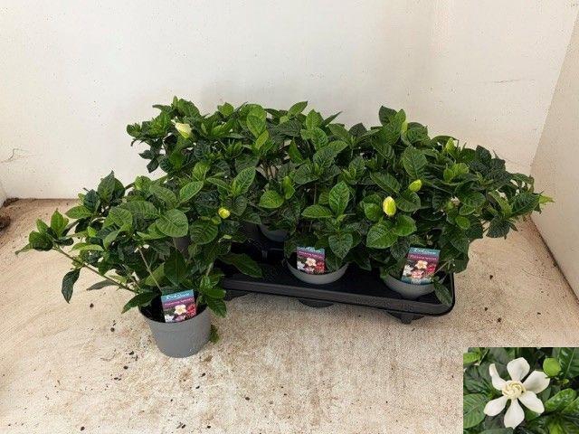 <h4>GARDENIA JASMINOIDES</h4>