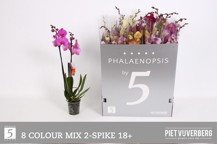 <h4>PHAL GEM 8 KL</h4>