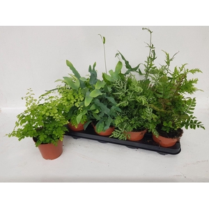 Ferns   ...mix