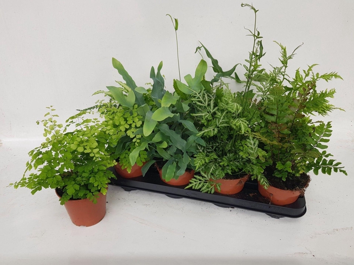 <h4>Ferns   ...mix</h4>