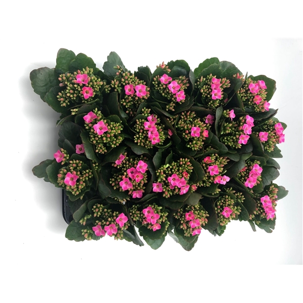 <h4>Kalanchoe roze 6 cm</h4>