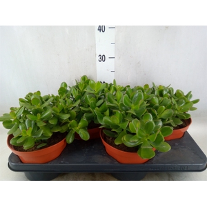 Crassula ovata
