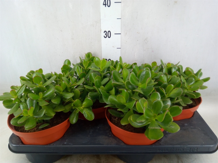 <h4>Crassula ovata</h4>