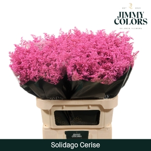 Solidago L80 Klbh. Cerise