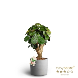 POLYSCIAS BALFOURIANA P19
