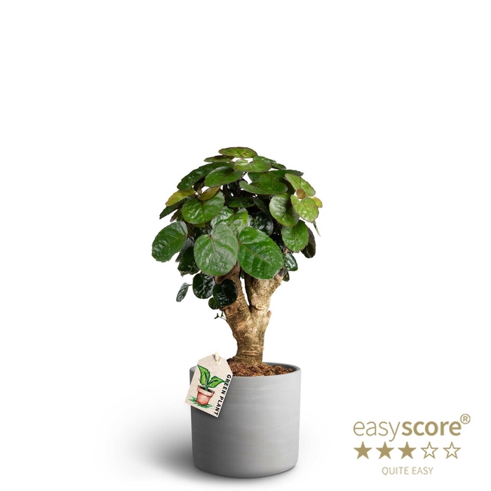 POLYSCIAS BALFOURIANA P19
