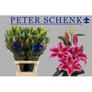 LI OR PETER SCHENK