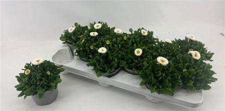 <h4>Bellis P Kl Ru White</h4>