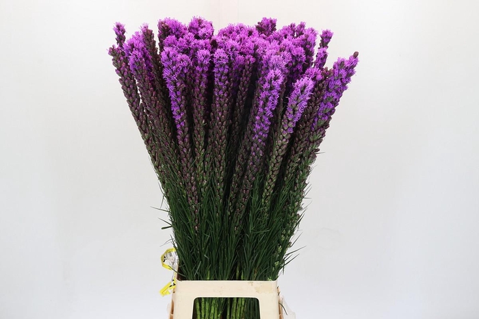 <h4>Liatris Callilepis</h4>