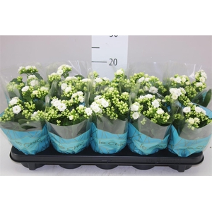 Kalanchoe Rosalina Wit Le Chic
