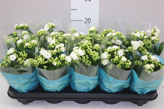 <h4>Kalanchoe Rosalina Wit Le Chic</h4>