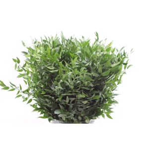 Ruscus Medium