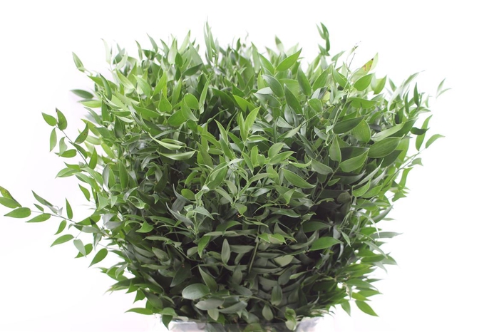 <h4>Ruscus Medium</h4>