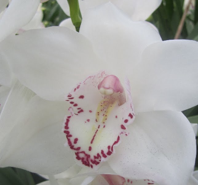 <h4>Cymbidium My Eye 80 cm X2</h4>