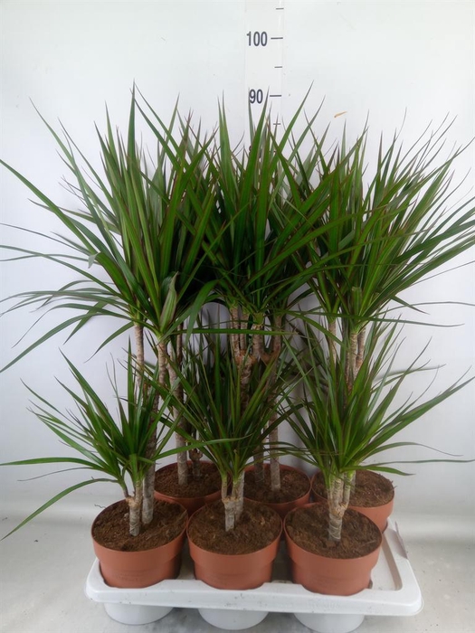 <h4>Dracaena marg.</h4>