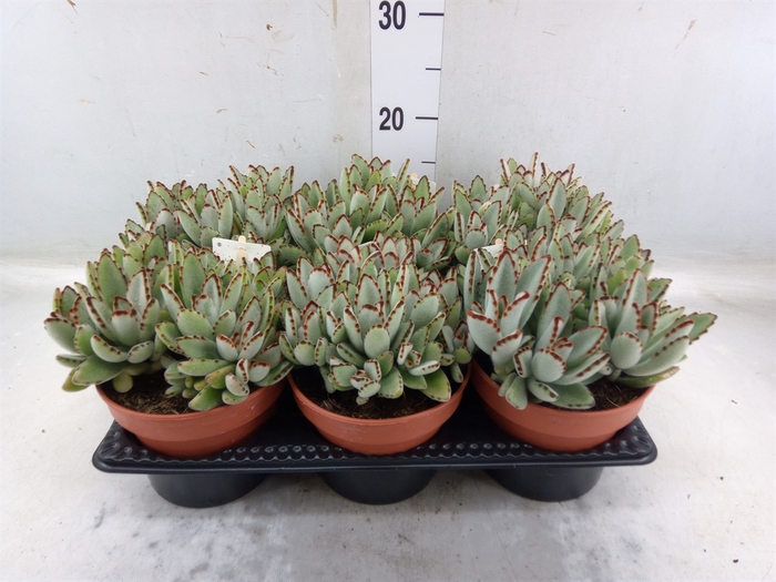 <h4>Kalanchoe NF tomentosa</h4>