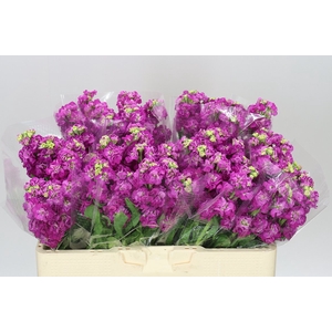 Matthiola Cerise
