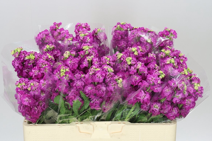 <h4>Matthiola Cerise</h4>