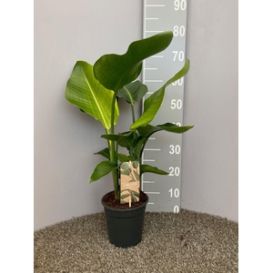 Strelitzia Nicolai p17 2pp