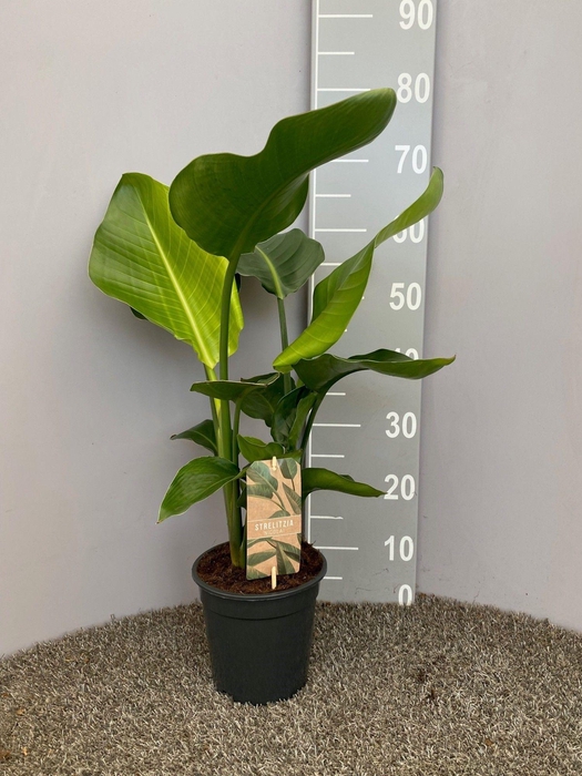 <h4>Strelitzia Nicolai p17 2pp</h4>