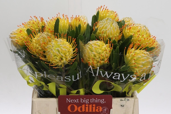 <h4>Nutans Cuneiforme</h4>