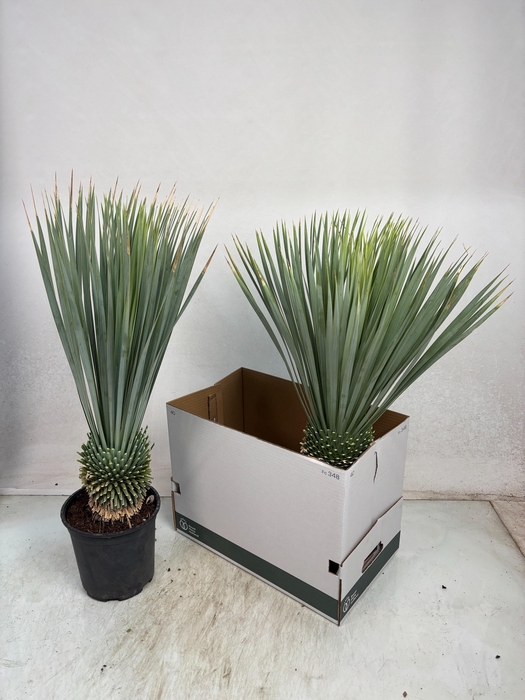 <h4>YUC ROSTRATA</h4>