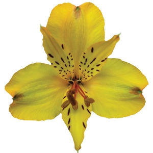 ALSTROEMERIA SENNA 080 CM