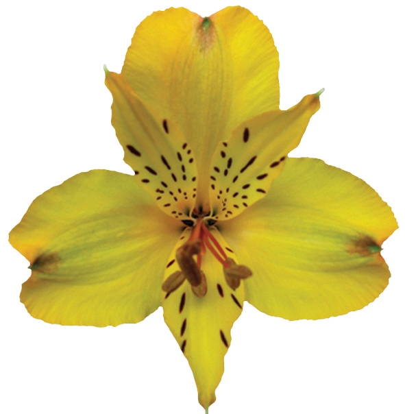 <h4>ALSTROEMERIA SENNA 080 CM</h4>