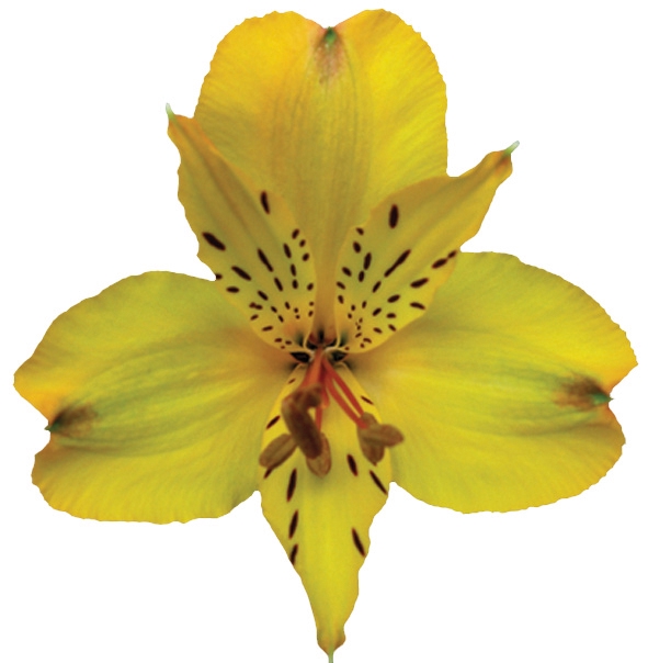 <h4>ALST. SENNA 070 CM</h4>
