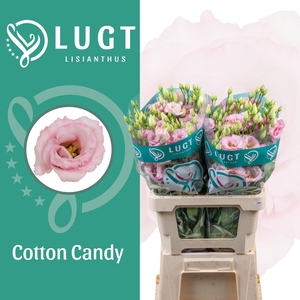 Lisianthus Cotton Candy 996