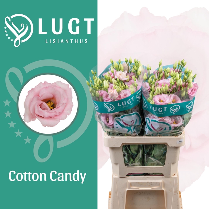 <h4>Lisianthus Cotton Candy 996</h4>