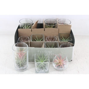 arr3 CP - Glas mix 12