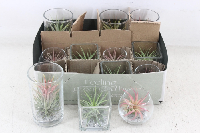 <h4>arr3 CP - Glas mix 12</h4>