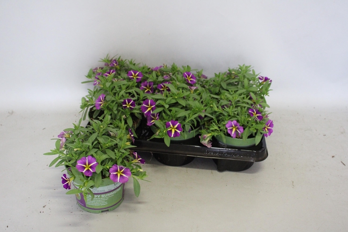 <h4>Calibrachoa Purple Star</h4>