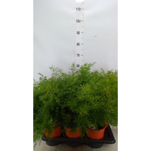 Asparagus dens. 'Cwebe'