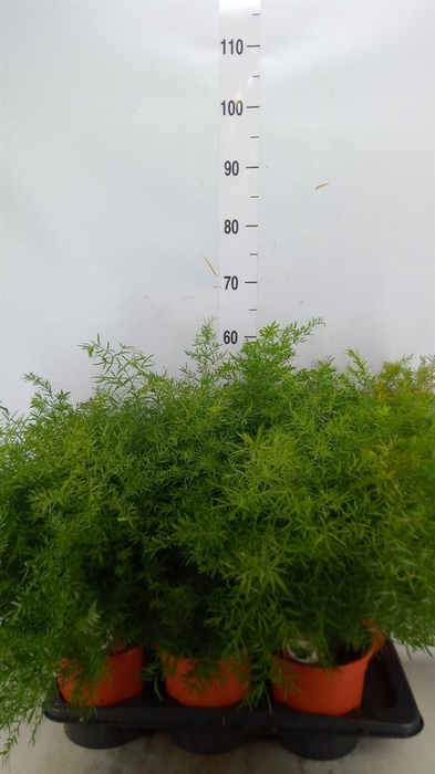 <h4>Asparagus dens. 'Cwebe'</h4>