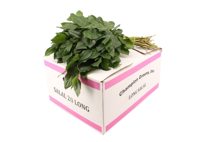 <h4>Salal Long</h4>