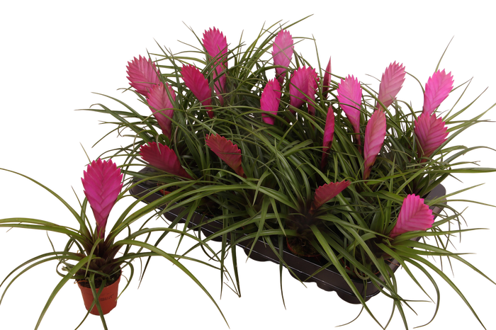 <h4>TILL CYANEA</h4>