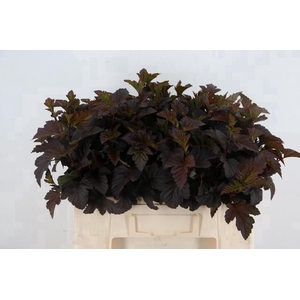 PHYSOCARPUSBLAD D.RED 065CM