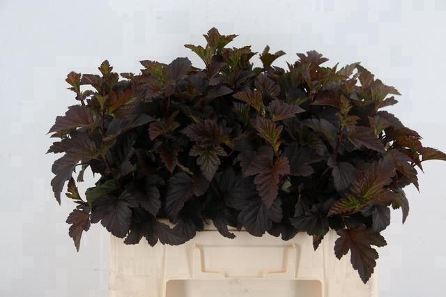 <h4>PHYSOCARPUSBLAD D.RED 065CM</h4>