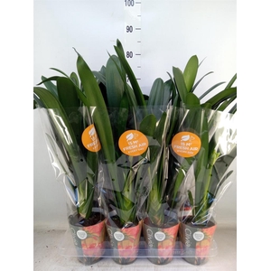 Clivia miniata