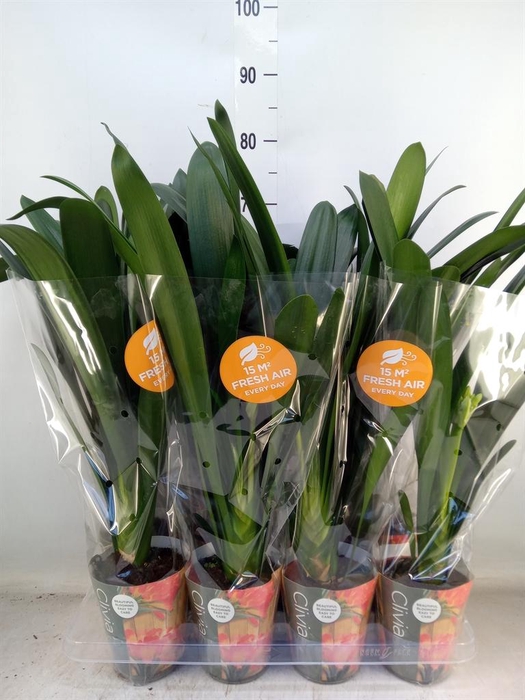 <h4>Clivia miniata</h4>