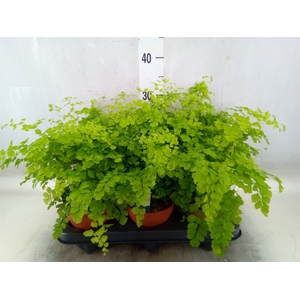 Adiantum raddi. 'Fragrans'