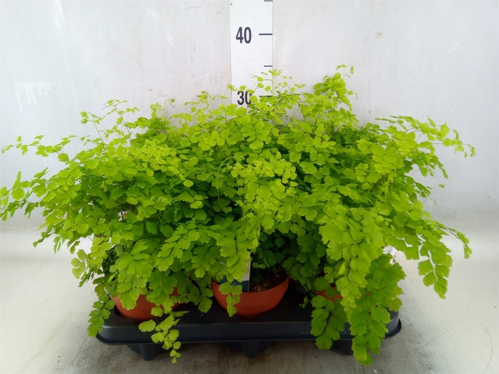 <h4>Adiantum raddi. 'Fragrans'</h4>