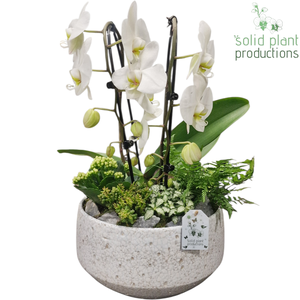 PH110 Sophia Broken White
